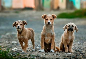 Los perros callejeros podrían ser más inteligentes que los criados en casa