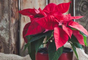 ¿Cuánto cuesta la flor de Nochebuena?, la que no debe faltar en fiestas navideñas