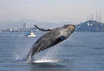 ¿Cuánto cuesta ver las ballenas en Mazatlán? Tours, precios y todo lo que debes saber