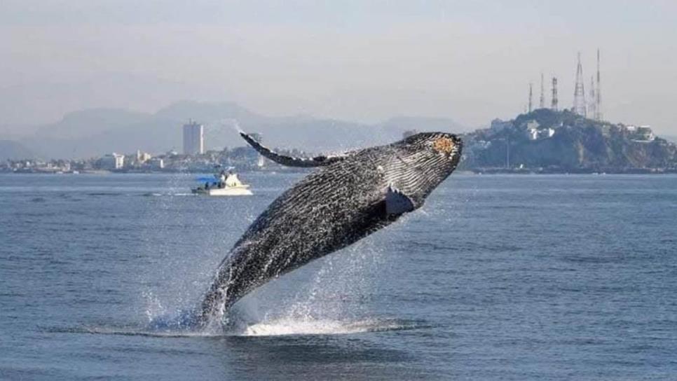 ¿Cuánto cuesta ver las ballenas en Mazatlán? Tours, precios y todo lo que debes saber