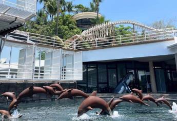 Ballenas en Mazatlán: ¿Qué incluye el tour para ir a ver a los cetáceos en el puerto?