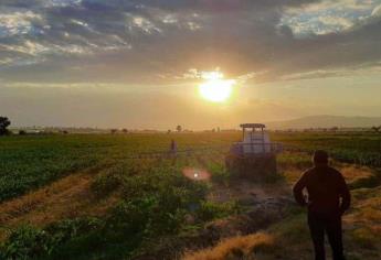 Atención agricultores, en Sinaloense se pronostica inviernos más intensos