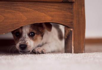 Así afectan los cuetes a los perros y gatos; son muy sensibles