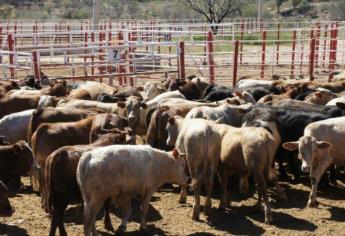 Ganaderos del Valle de El Carrizo solicitan creación de Asociación Local