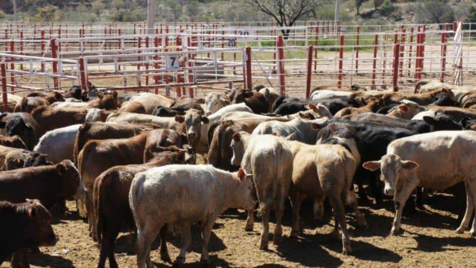 Ganaderos del Valle de El Carrizo solicitan creación de Asociación Local