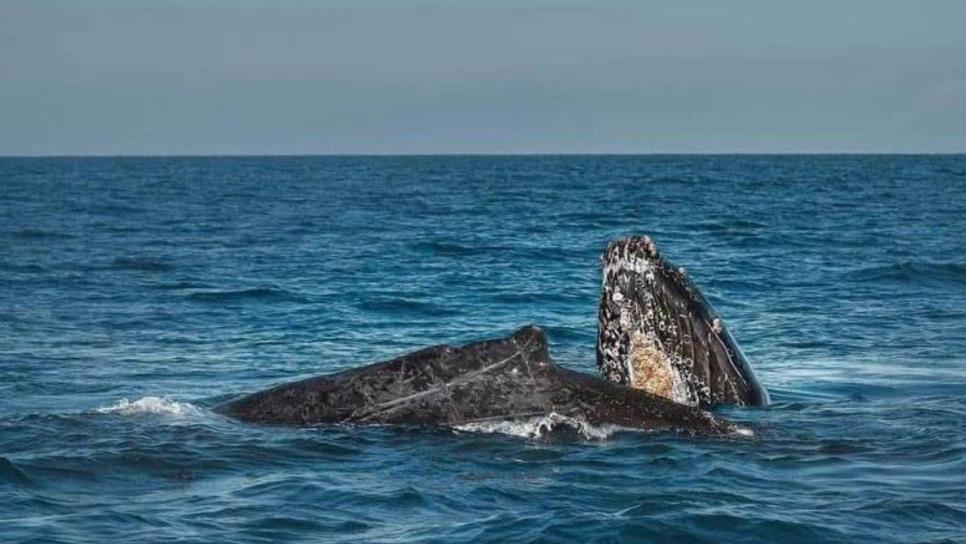 Ballenas en Mazatlán: ¿Hasta cuándo podrás visitarlas?