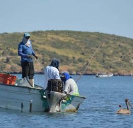 Cooperativas camaroneras del norte de Sinaloa se registran para apoyos de pesca