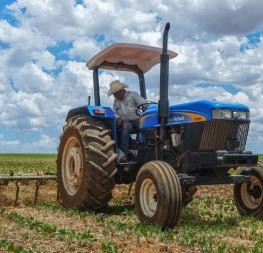 Tema del frijol, dolor de cabeza para los productores de Ahome