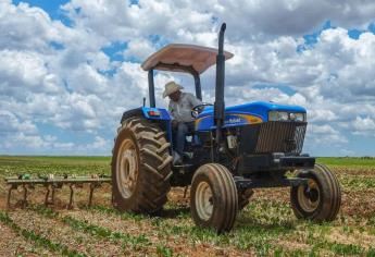 Tema del frijol, dolor de cabeza para los productores de Ahome