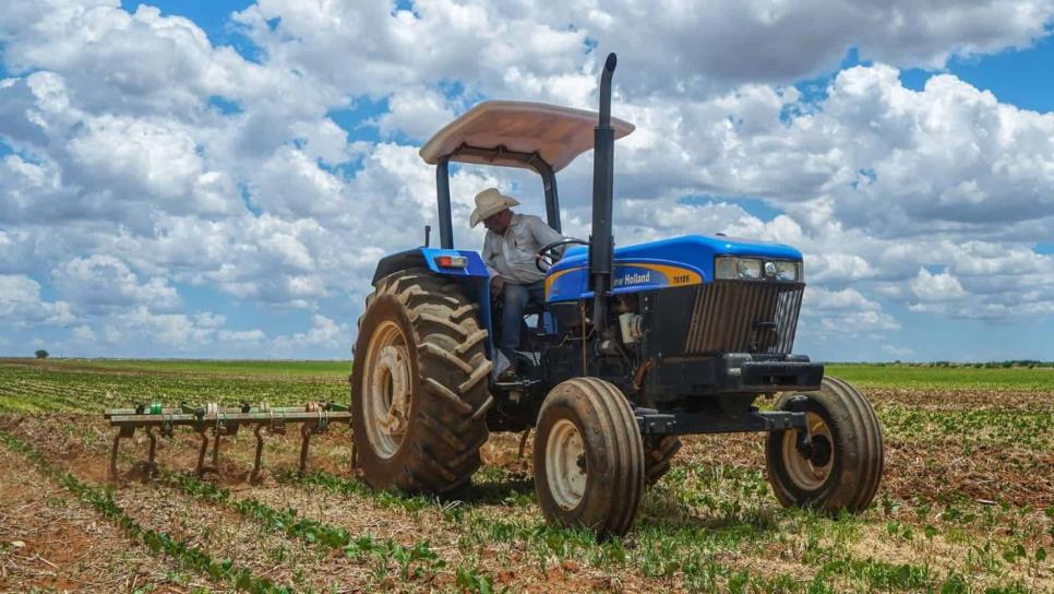 Tema del frijol, dolor de cabeza para los productores de Ahome