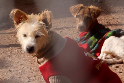 ¡Navidad para todos! Súmate a la colecta, porque los lomitos y michis también merecen su regalo