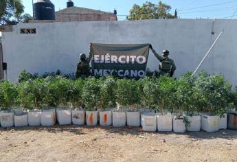 Militares aseguran inmueble con 312 plantas de marihuana en Elota