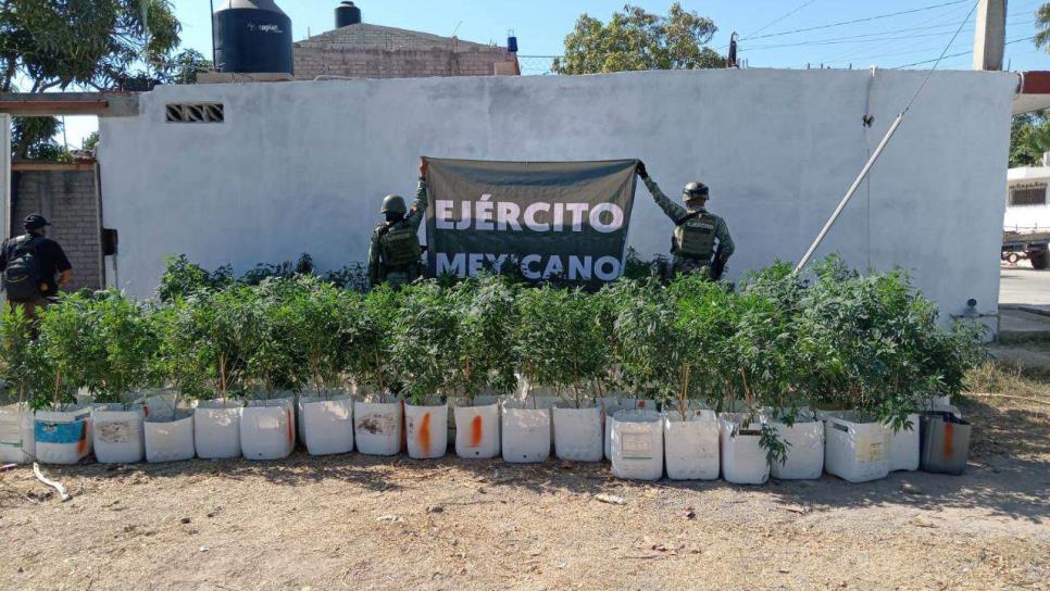 Militares aseguran inmueble con 312 plantas de marihuana en Elota