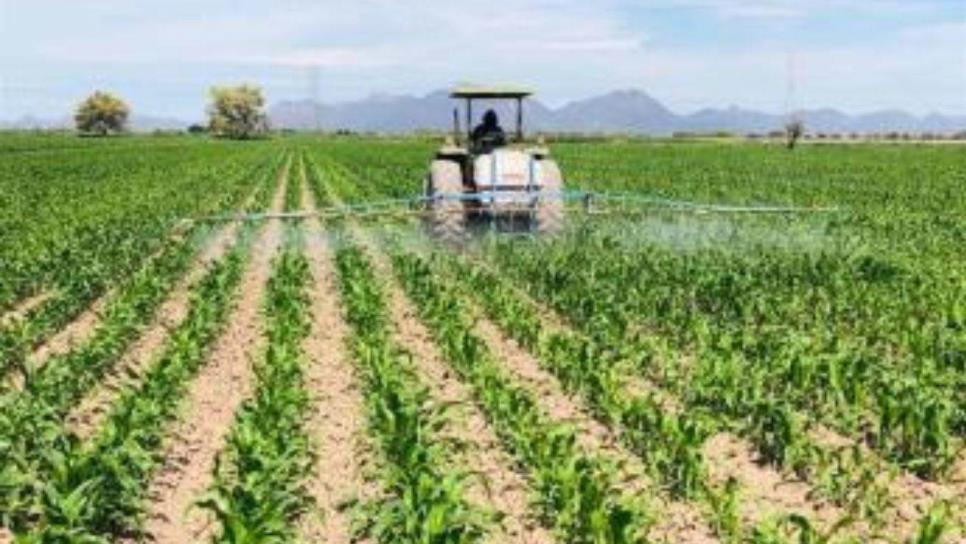Temporaleros de Sinaloa reciben pagos de Producción para el bienestar