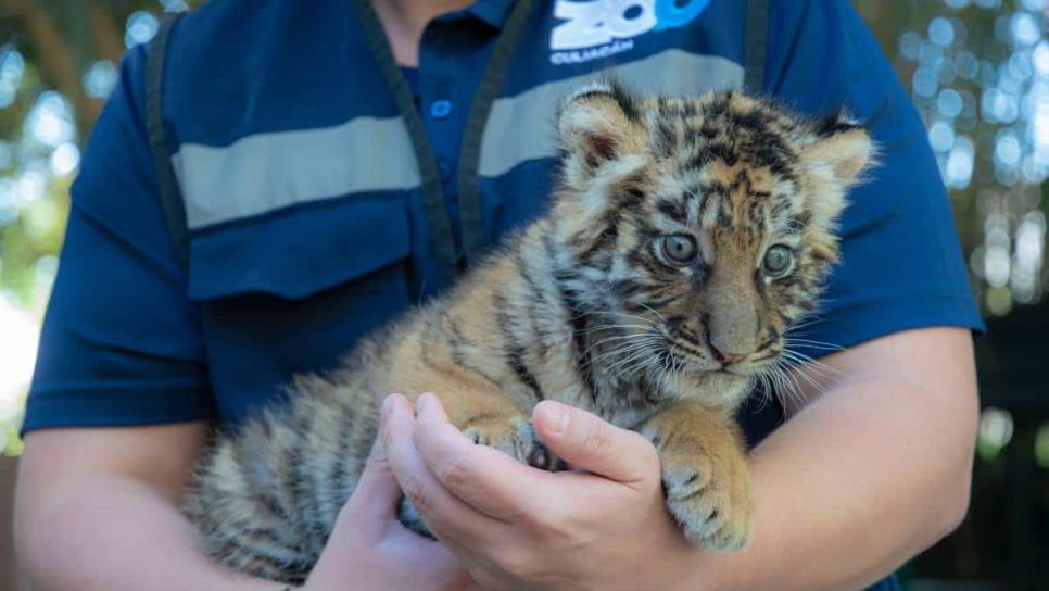 Zoológico de Culiacán celebra nacimiento de nuevo integrante: tigre de bengala