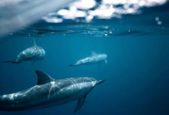 ¿Cómo duermen los delfines en el fondo del mar? Tienes que saberlo