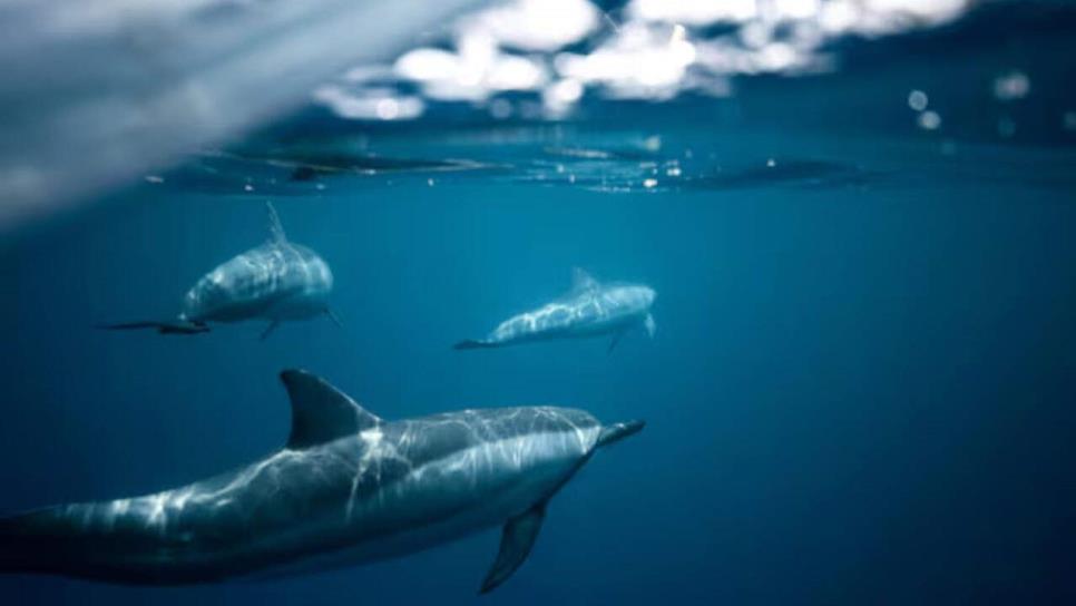 ¿Cómo duermen los delfines en el fondo del mar? Tienes que saberlo