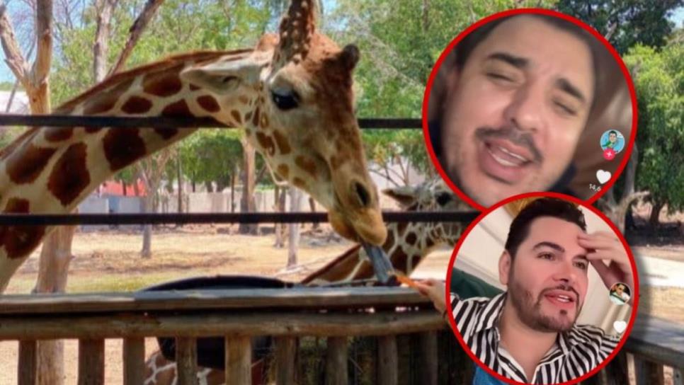 “¿Y la jirafaa?” Estos influencers de Culiacán han reaccionado tras la desaparición del animal