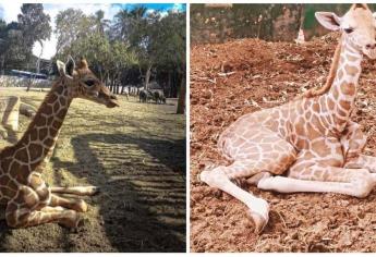 ¡La jirafa no estaba desaparecida! Zoológico de Culiacán aclara que murió hace 3 meses