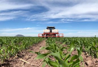 Producción para el Bienestar da un respiro a temporaleros de Choix