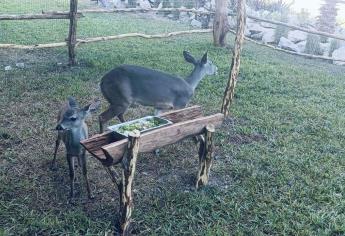 Conoce a Bambina y Teo, los venados cola blanca que estrenan hábitat en el Gran Acuario Mazatlán