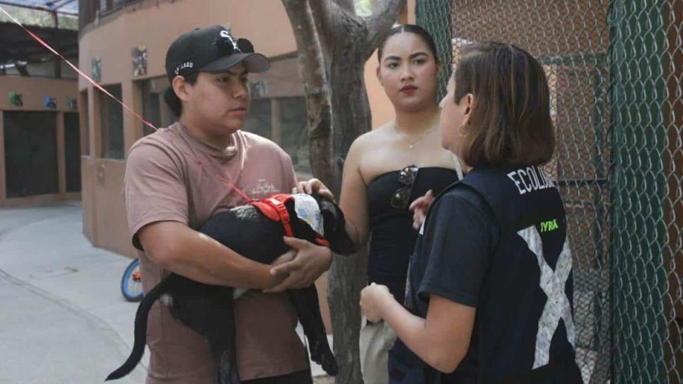 “Huellitas del Bienestar” logra más de 800 mascotas esterilizadas y nuevas adopciones en Mazatlán