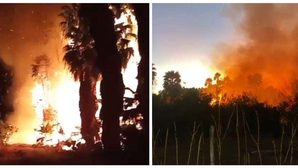 Fuego consume gran extensión de maleza y palmeras en Los Taxtes, El Fuerte