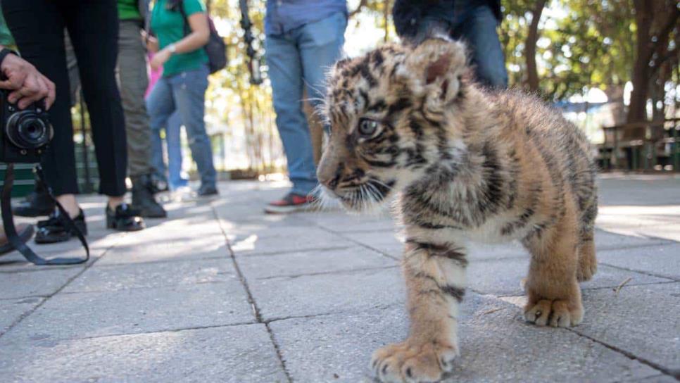 Simba, así se llamará el nuevo cachorro de tigre de bengala del Zoológico de Culiacán