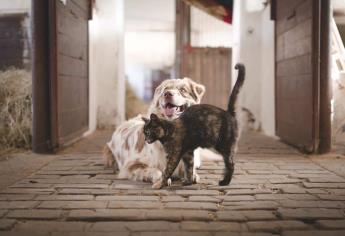 ¿Quieres adoptar una mascota? El programa “Huellitas del Bienestar” tiene nueva jornada de adopción en Mazatlán