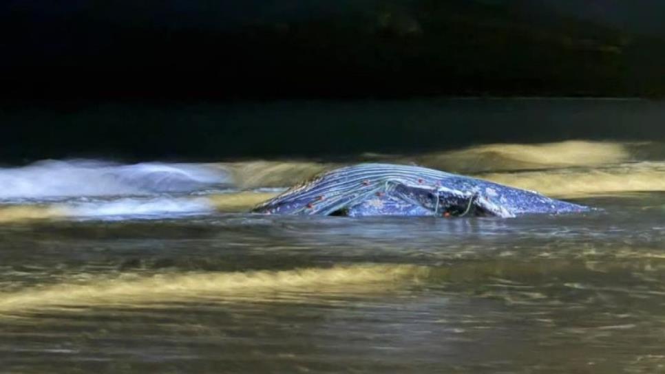 ¿Qué hacer en caso de que una ballena quede varada en playas? Esto debes saber