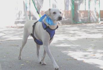 Ponen más bellos a los ‘peluditos’ para la jornada de adopción de mañana sábado