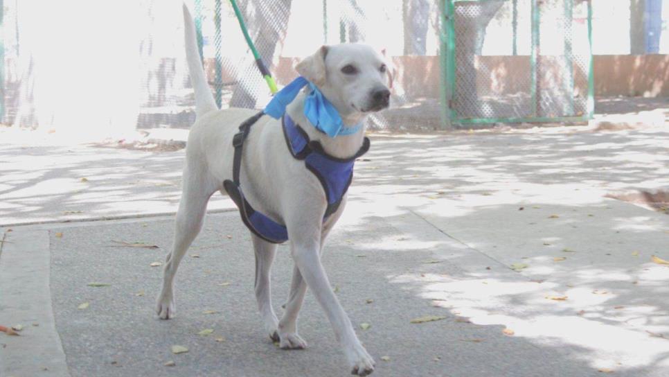 Ponen más bellos a los ‘peluditos’ para la jornada de adopción de mañana sábado