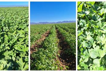 Sin daños por heladas en el Valle del Carrizo, confirma Junta de Sanidad Vegetal