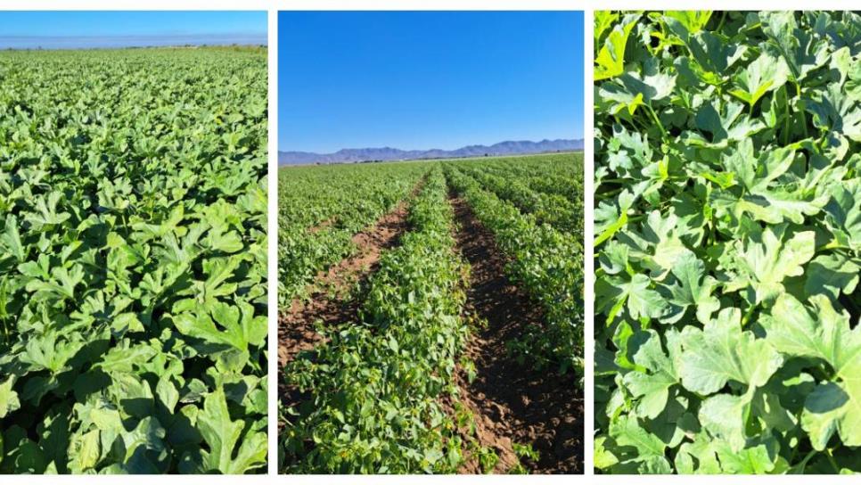 Sin daños por heladas en el Valle del Carrizo, confirma Junta de Sanidad Vegetal