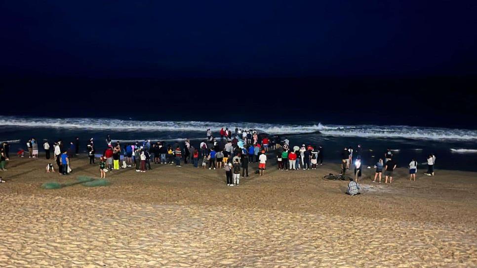 ¿Cuántas ballenas han muerto en Mazatlán durante la temporada 2025? ¿Cuántas ballenas han muerto en Mazatlán durante la temporada 2025?