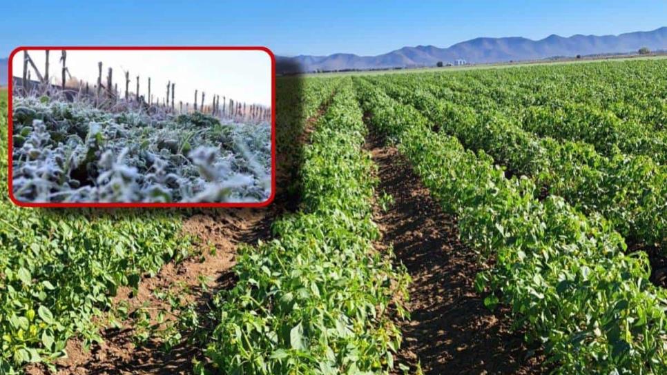 Se mantiene pronóstico de heladas para el próximo fin de semana en Sinaloa: CONAGUA  