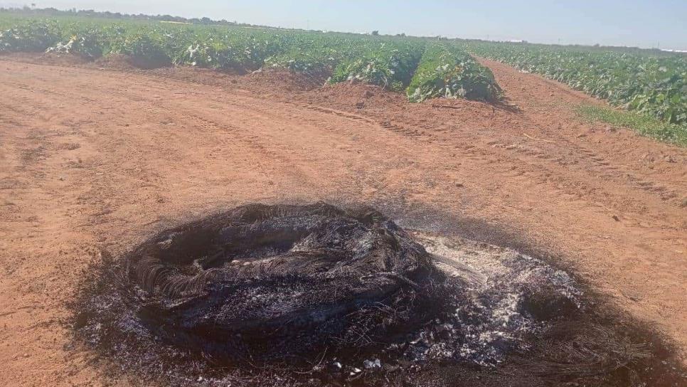 Ahome levanta actas contra productores de El Carrizo por quema de llantas 