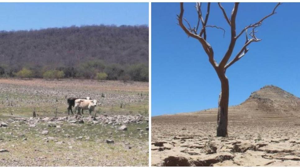 Por sequía en Sinaloa, aplicarán plan emergente para suministrar alimento al ganado