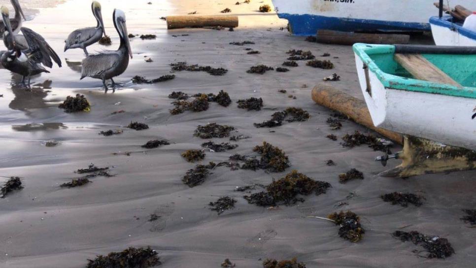 ¿Sargazo en Mazatlán? En playa norte llegan restos de esta especie marina invasora