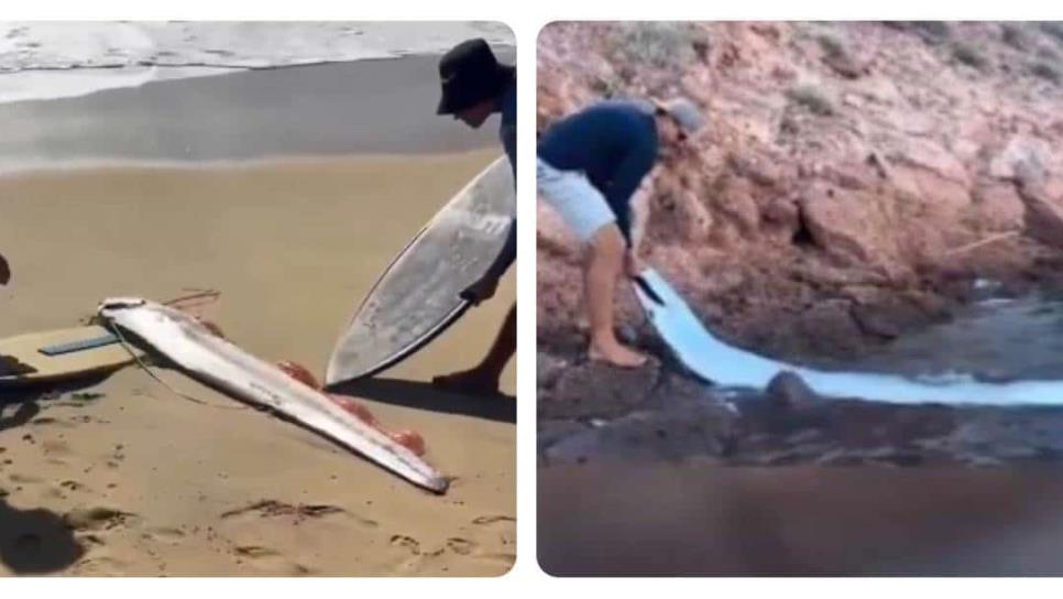 Preocupa en Baja California la aparición de dos peces remo en dos semanas