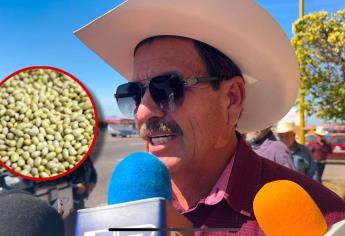 Sinaloa sin plan para comercialización de frijol a poco tiempo de iniciar cosecha: Baltazar Valdez