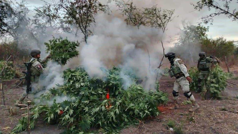 Sedena realiza operativos en Salvador Alvarado; destruyen plantíos de mariguana y recuperan una camioneta robada