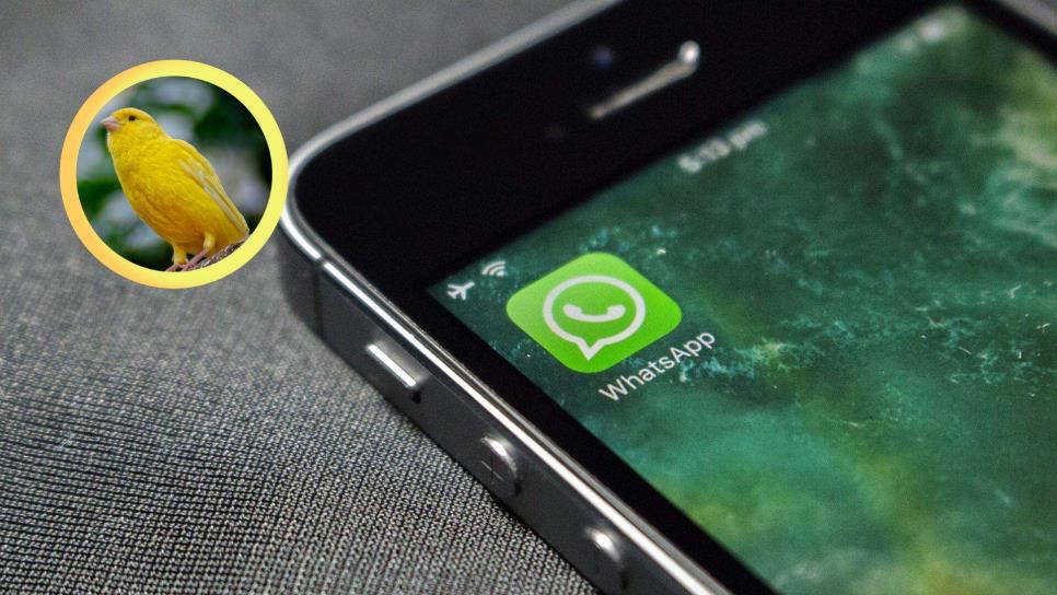 ¿Qué es el modo Canario en WhatsApp? Así como puedes activarlo