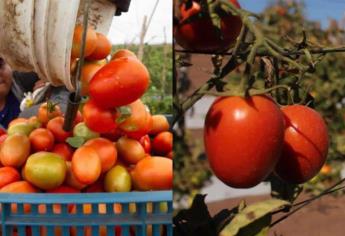 Tomate de Sinaloa el favorito de EU pese a aranceles: CAADES