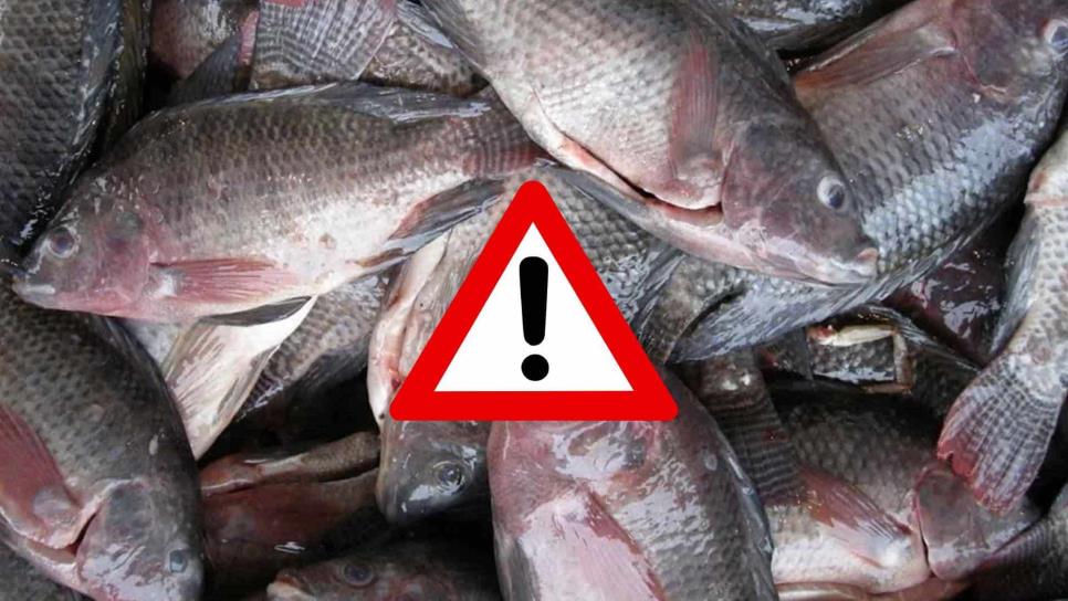 ¿Es bueno comer tilapia? Nutrióloga alerta sobre el consumo de este pez  en México