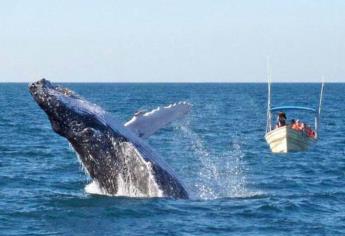 Ballenas en Mazatlán: ¿Cuándo termina la temporada 2025?