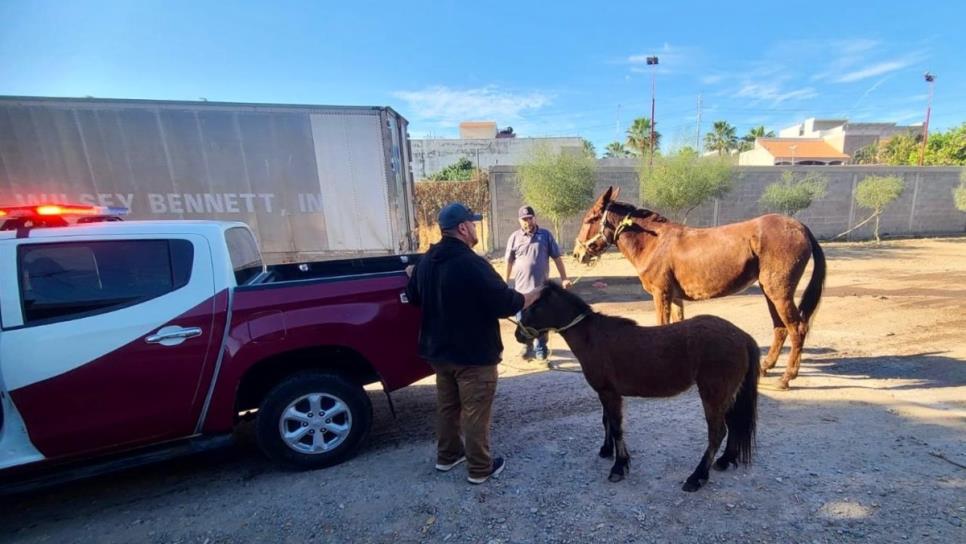 Protección Civil localiza 2 caballos sueltos por las calles del sector Tres Ríos, Culiacán