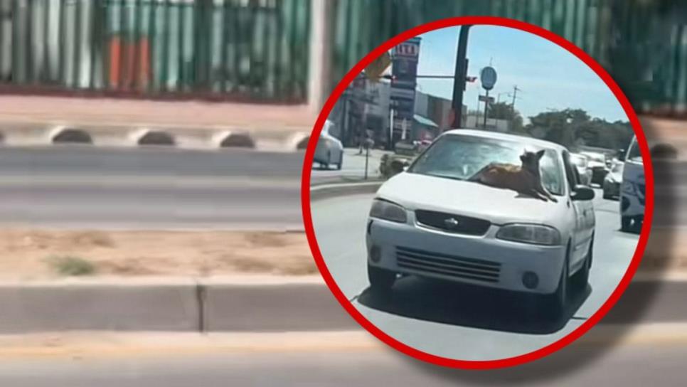 En Culiacán perrito se hace viral por pasearse sobre el cofre del carro de su dueño | VIDEO