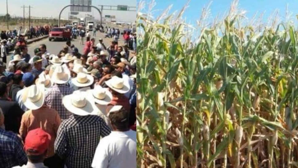 Campesinos Unidos de Sinaloa confían en cumplimiento de pagos el próximo 14 de marzo