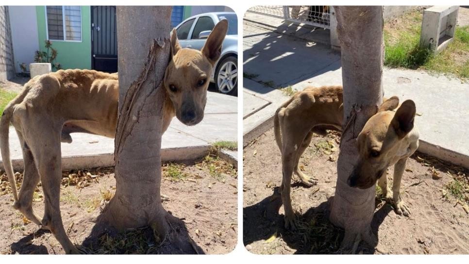 Sostenido de un árbol, en estado de shock y aferrado a la vida rescatan a perrito en Canteras, Los Mochis